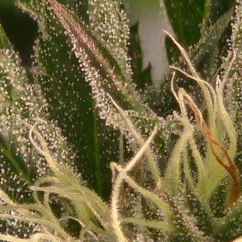 Abusive Afghani (Orange Chicken × Guava) growlog timeline photo