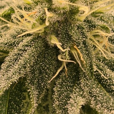 Abusive Afghani (Orange Chicken × Guava) growlog timeline photo