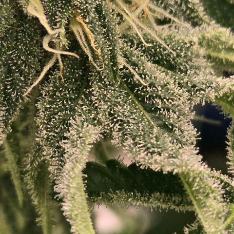 Abusive Afghani (Orange Chicken × Guava) growlog timeline photo
