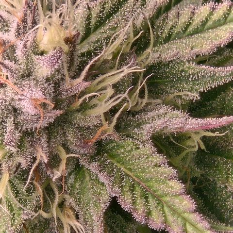 Abusive Afghani (Orange Chicken × Guava) growlog timeline photo