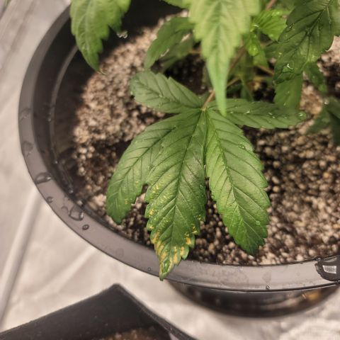 Sour Diesel growlog timeline photo