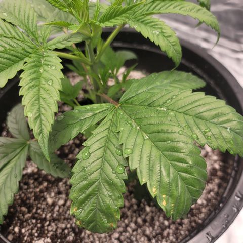 Sour Diesel growlog timeline photo
