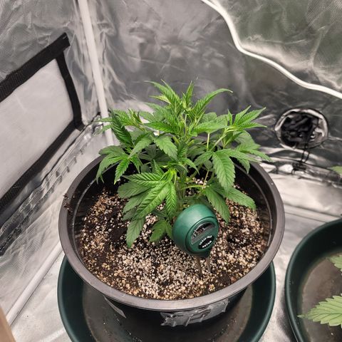 Sour Diesel growlog timeline photo