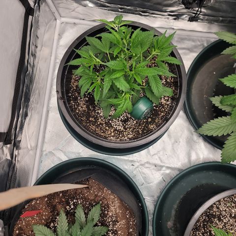 Sour Diesel growlog timeline photo