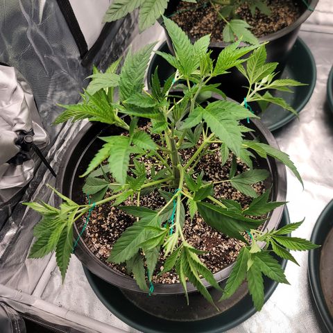 Sour Diesel growlog timeline photo