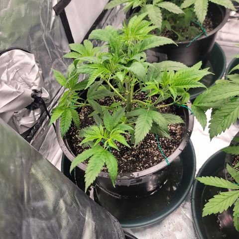 Sour Diesel growlog timeline photo