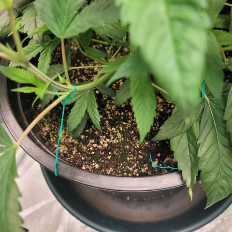 Sour Diesel growlog timeline photo