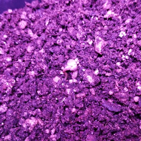 Critical Purple Kush growlog timeline photo