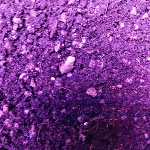 Critical Purple Kush growlog timeline photo