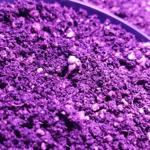 Critical Purple Kush growlog timeline photo
