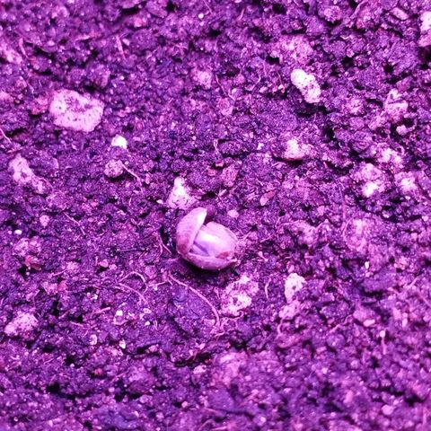 Critical Purple Kush growlog timeline photo