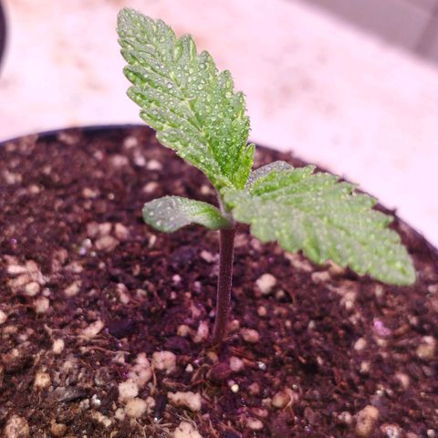 Critical Purple Kush growlog timeline photo