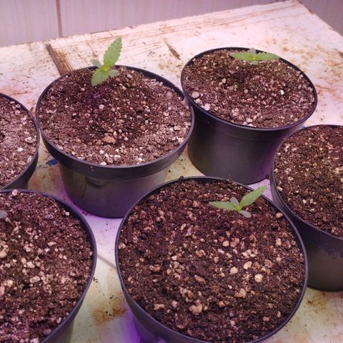 Critical Purple Kush growlog timeline photo