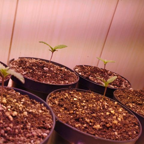 Critical Purple Kush growlog timeline photo