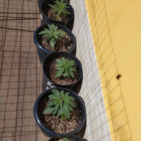 Critical Purple Kush growlog timeline photo