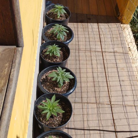 Critical Purple Kush growlog timeline photo