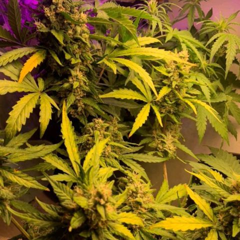 Critical Purple Kush growlog timeline photo