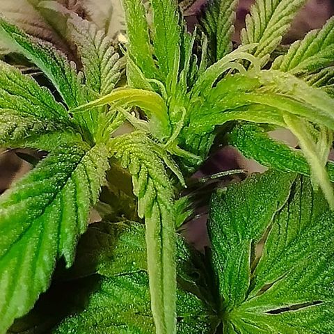 Critical Purple Kush growlog photo: Pistilos 