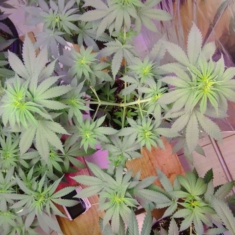 Critical Purple Kush growlog photo: Pistilos 