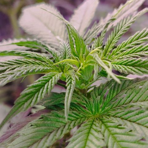 Critical Purple Kush growlog photo: Pistilos 