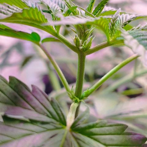Critical Purple Kush growlog photo: Pistilos 