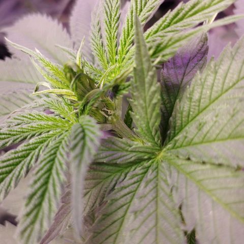 Critical Purple Kush growlog photo: Pistilos 