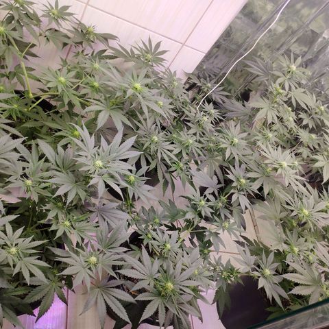 Critical Purple Kush growlog timeline photo