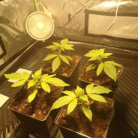 Critical Kush #1 "Moder" growlog timeline photo