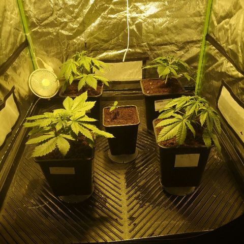 Critical Kush #1 "Moder" growlog photo: Transplant dag. Fra 4L til 11L