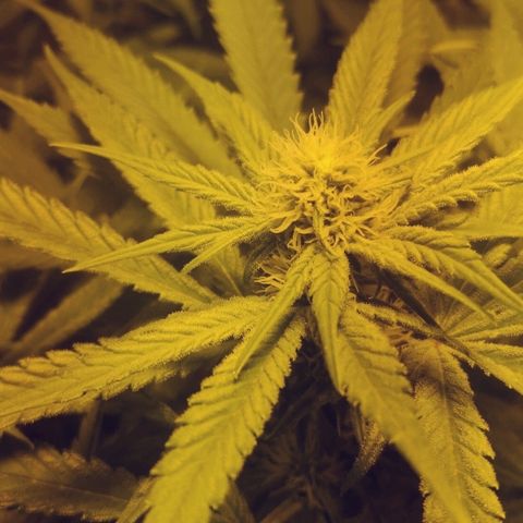 Critical Kush #1 "Moder" growlog timeline photo