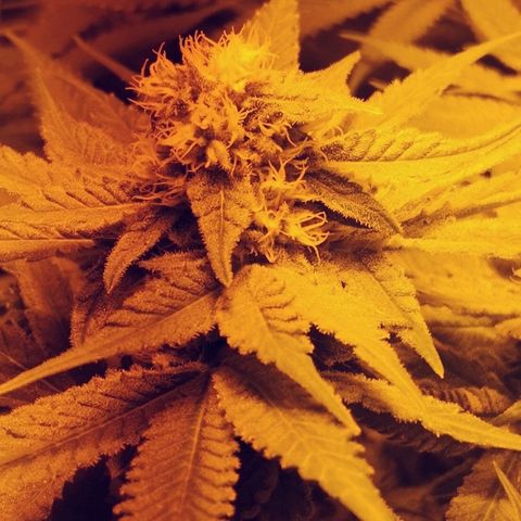 Critical Kush #1 "Moder" growlog timeline photo