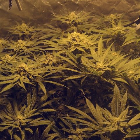 Critical Kush #1 "Moder" growlog timeline photo