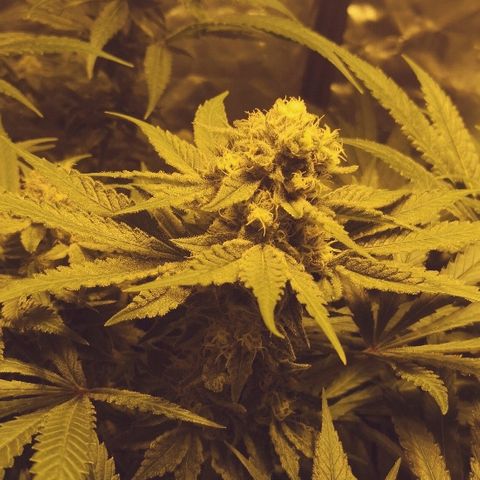 Critical Kush #1 "Moder" growlog timeline photo