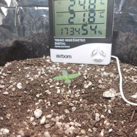 Gorilla Glue Auto growlog photo: 4cm 