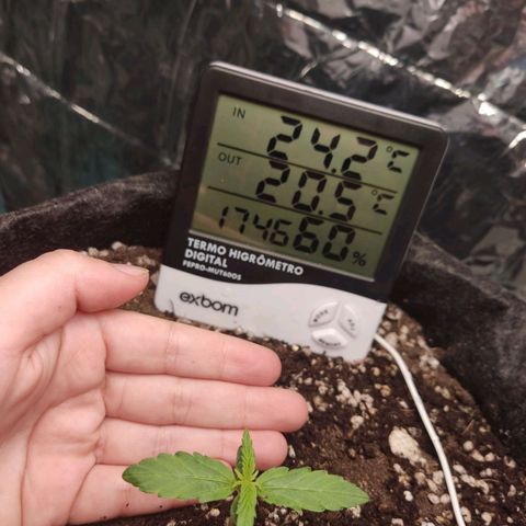 Gorilla Glue Auto growlog timeline photo