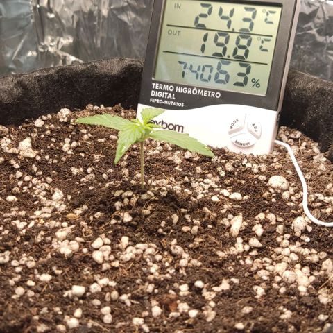 Gorilla Glue Auto growlog timeline photo