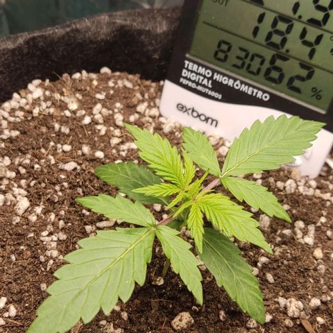 Gorilla Glue Auto growlog timeline photo
