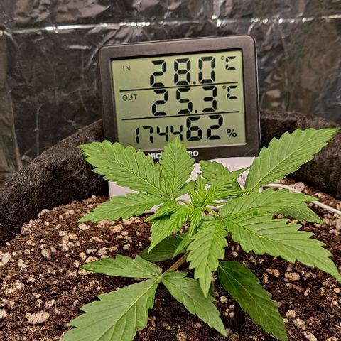 Gorilla Glue Auto growlog timeline photo