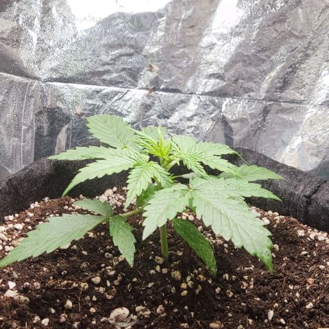 Gorilla Glue Auto growlog timeline photo