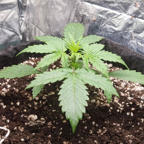 Gorilla Glue Auto growlog timeline photo