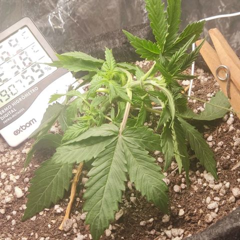 Gorilla Glue Auto growlog timeline photo