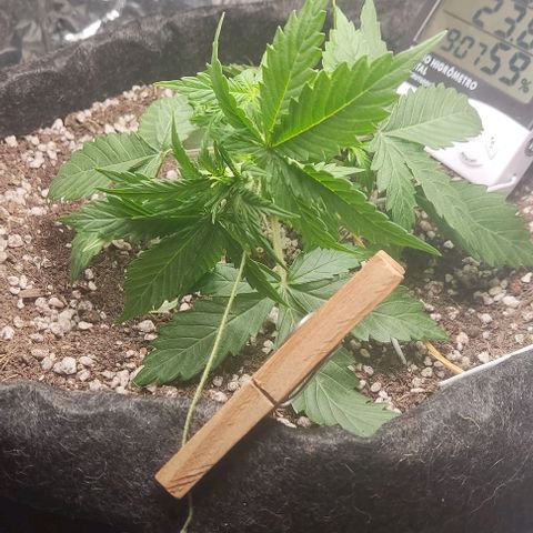 Gorilla Glue Auto growlog timeline photo