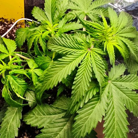 Gorilla Glue Auto growlog timeline photo