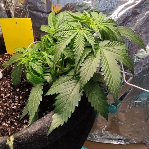 Gorilla Glue Auto growlog timeline photo