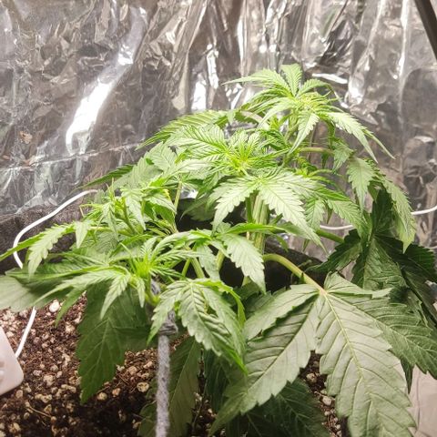 Gorilla Glue Auto growlog photo: Estou utilizando LST para modelar os topos. Galho principal muito forte, com 1 cm de diâmetro. Até o momento nenhum fertilizante foi necessário.