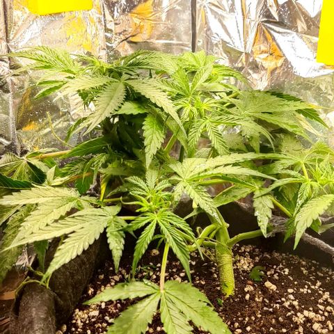 Gorilla Glue Auto growlog timeline photo
