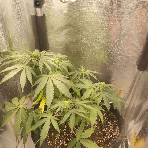 Gorilla Glue Auto growlog timeline photo