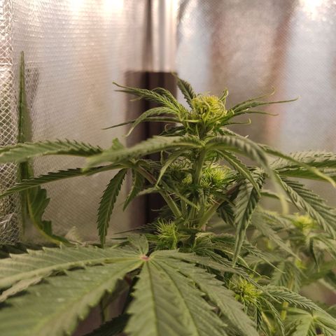 Gorilla Glue Auto growlog timeline photo