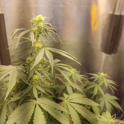Gorilla Glue Auto growlog timeline photo