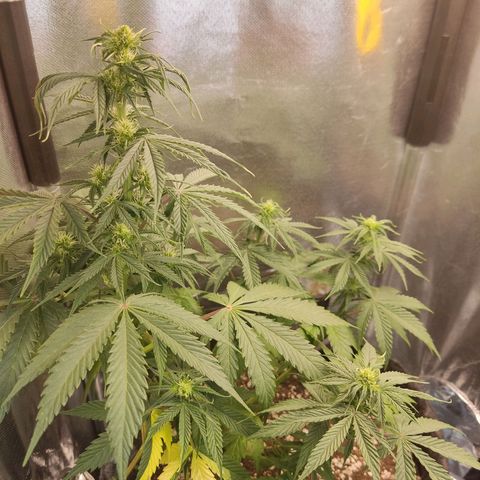 Gorilla Glue Auto growlog timeline photo